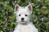 WESTIE 153